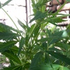 Desconocida Sativa