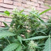 Desconocida Sativa