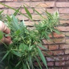 Desconocida Sativa