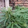 Desconocida Sativa