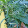 Desconocida Sativa