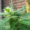 Desconocida Sativa