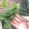 Desconocida Sativa