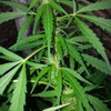 Desconocida Sativa