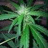 Desconocida Sativa