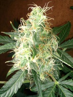Auto Blue