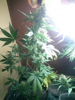 Auto Blue