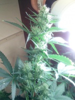 Auto Blue