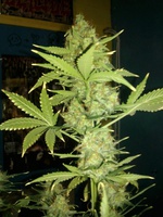 Auto Blue