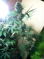 Auto Blue