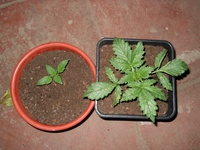 Auto Critical