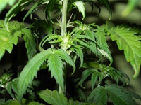 Auto Critical