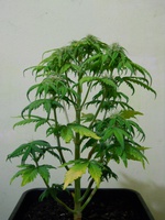 Auto Critical