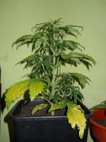 Auto Critical