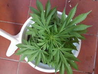 Auto Tutankhamon