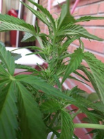 Auto Tutankhamon