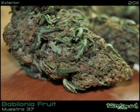 Babilonia Fruit