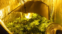 Big Kush