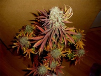 Blue Moonshine