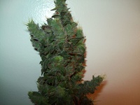 Blue Moonshine