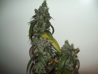 Blue Moonshine