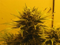 Blue Mystic
