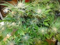Blue Mystic