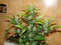 Blue Mystic Auto