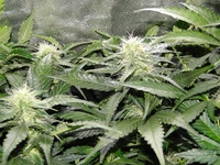 Blue Mystic Auto