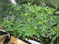 Blue Mystic Auto