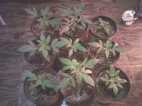 Blue Mystic Auto