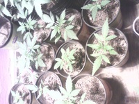 Blue Mystic Auto