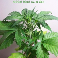 Critical Diesel