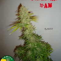 Critical Man