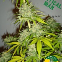 Critical Man