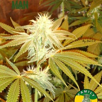 Critical Man