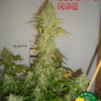 Critical Man