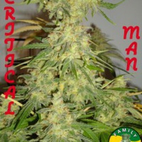 Critical Man