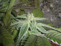 Electric Lemon G