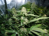 Jorges diamond #1