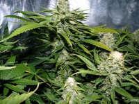 Jorges diamond #1