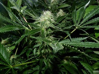 Jorges diamond #1