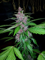 Jota Mayuscula Purple Auto