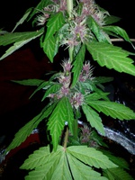 Jota Mayuscula Purple Auto