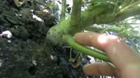 Karamelo