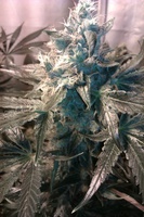 Moby Hash