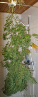 Mothers Finest