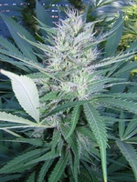 Mothers Finest