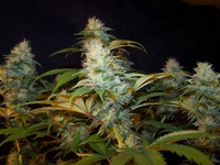 oldtimers haze