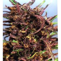 purple haze thai